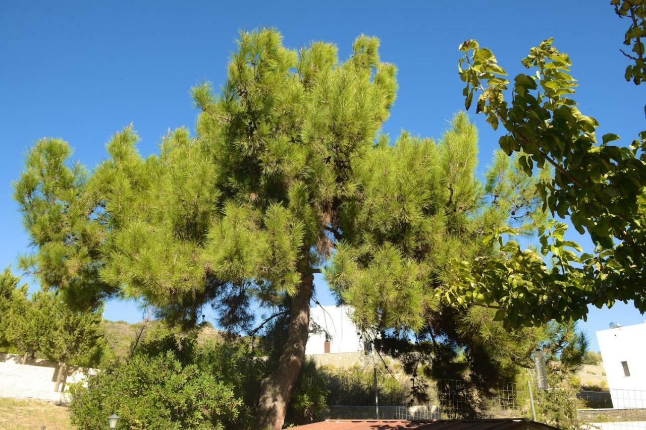 קיוטארי Blue Harmony Villas מראה חיצוני תמונה